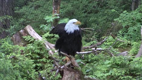 adult bald eagle sitting on a tree trunk in alaska