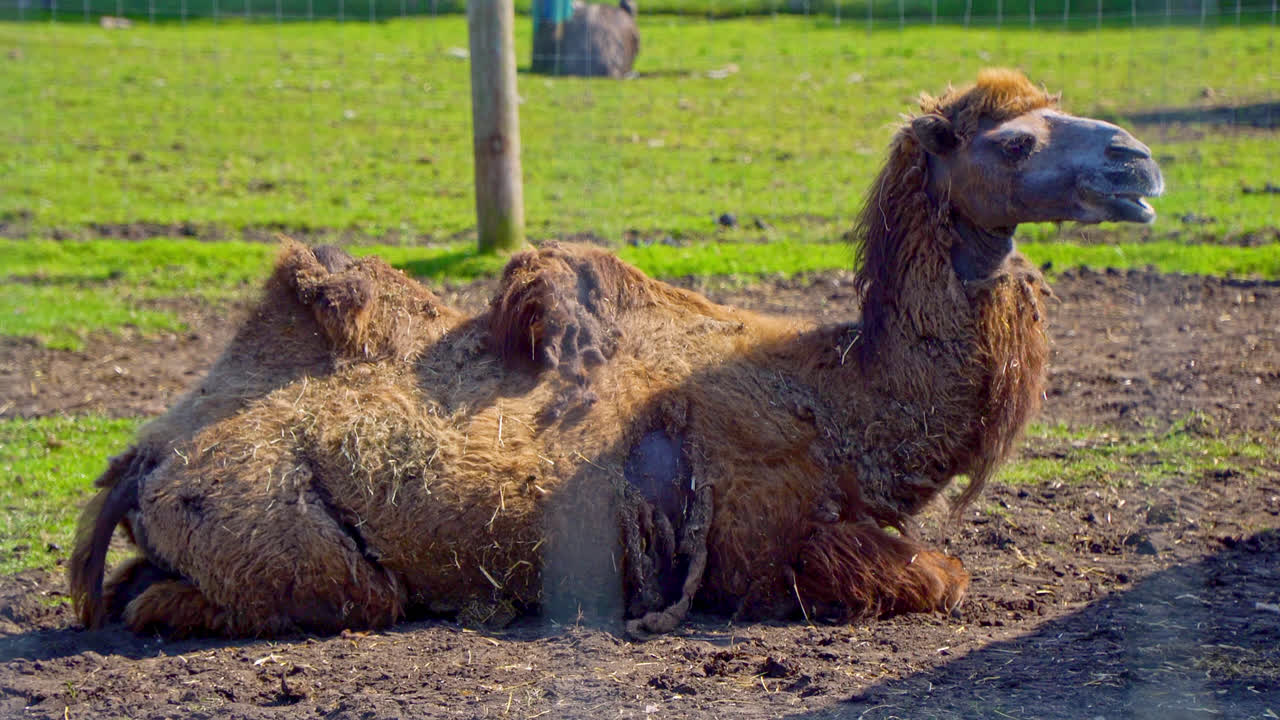 동물원 관리자 가 선택 한 동물 들 에게  ⁇  을 먹이는 것