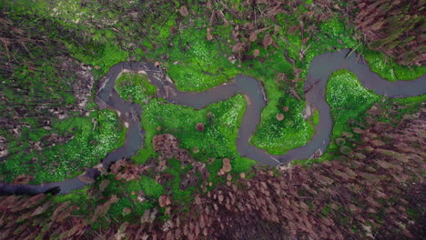 Lush-vegetation-on-bank-of-river-snaking-through-burnt-forest