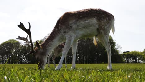 deer grazing the grass in the phoenix park in dublin, ireland