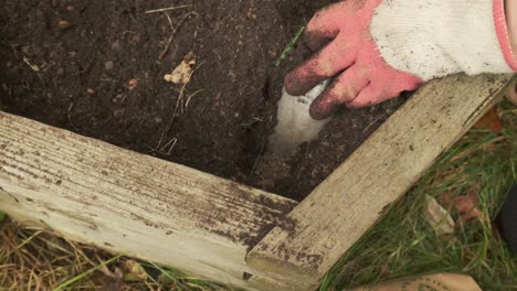 gardener planting a tulip bulb after adding fertilizer slow motion 4k