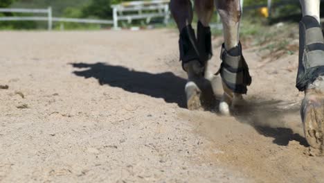 close-up slow-motion shot van de benen en hoeven van een paard terwijl hij in een ronde pen draaft