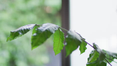 Close-up-of-big-green-leaves-moving-on-blurred-background