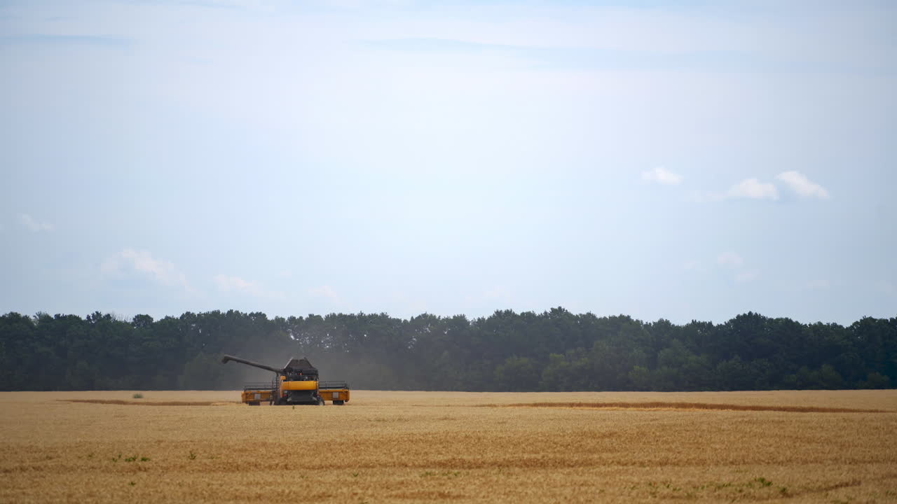 Grain harvesting combine in a sunny day. Yellow field with dry grain. Agricultural technic is working in field.