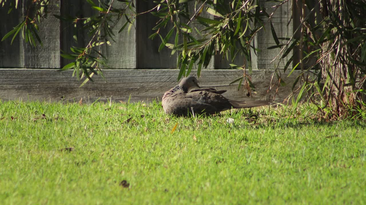 Spotted Dove on a Grassy Lawn
