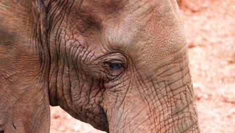 closeup of an elephant in aberdare national park, kenya