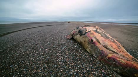 dead bowhead whale carcass washed up on beach in barrow alaska