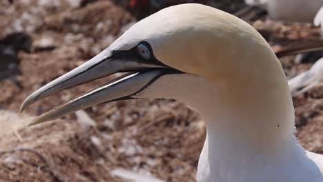 Northern-gannets-–-Morus-bassanus---on-the-red-cliffs-of-the-German-offshore-island-of-Heligoland,-Schleswig-Holstein,-Germany,-Europe