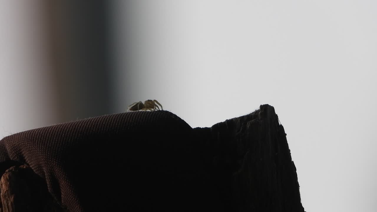 Spider in wood -eyes - relaxing 