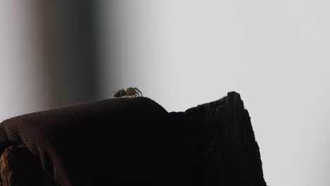 araña en la madera - ojos - relajante