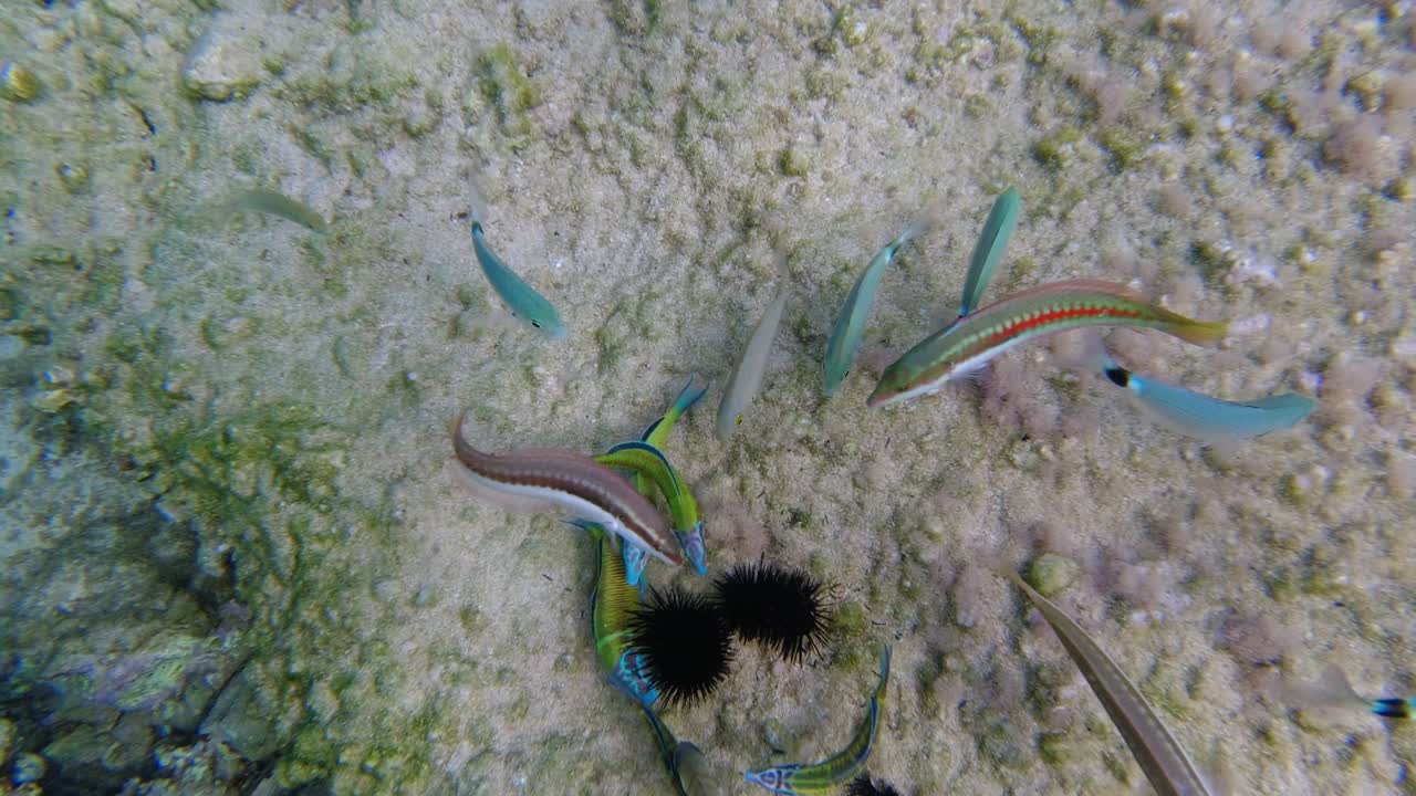 Group of fish devouring sea urchin on sea floor