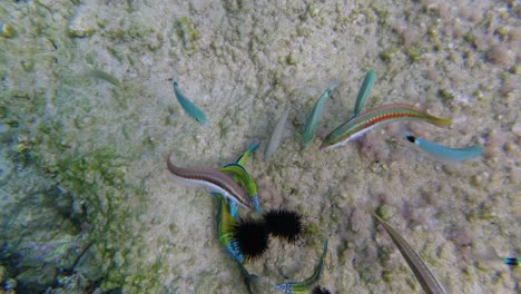 group of fish devouring sea urchin on sea floor