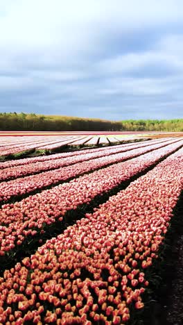 los coloridos campos de tulipanes en los países bajos