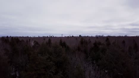 Caer-A-Los-árboles-De-Fitzgerald-Pond,-Maine