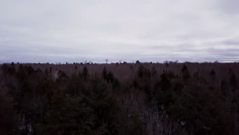fall down to the trees of fitzgerald pond, maine