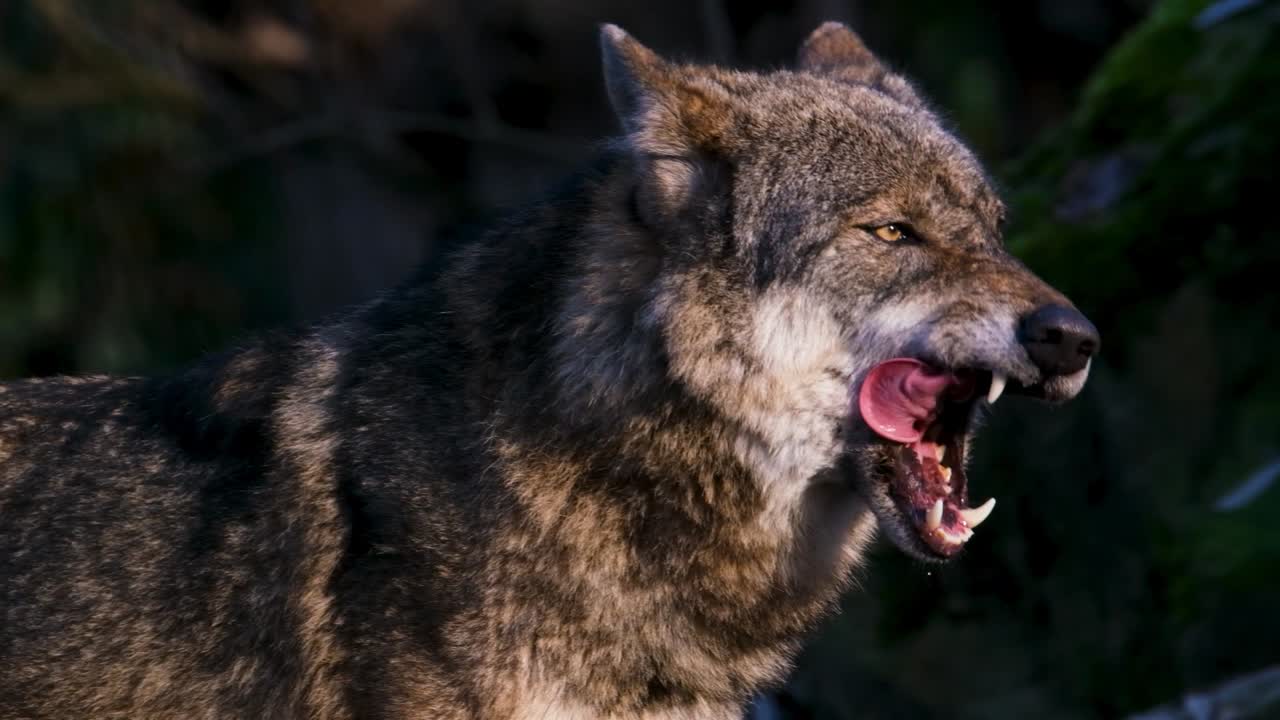 Gorgeous Wolf With His Tongue Out Licking His Front Paw, Standing On The  Ground In The Forest During Sunshine Day, Observing The Natural Area Around  Him Free Stock Video Footage Download Clips