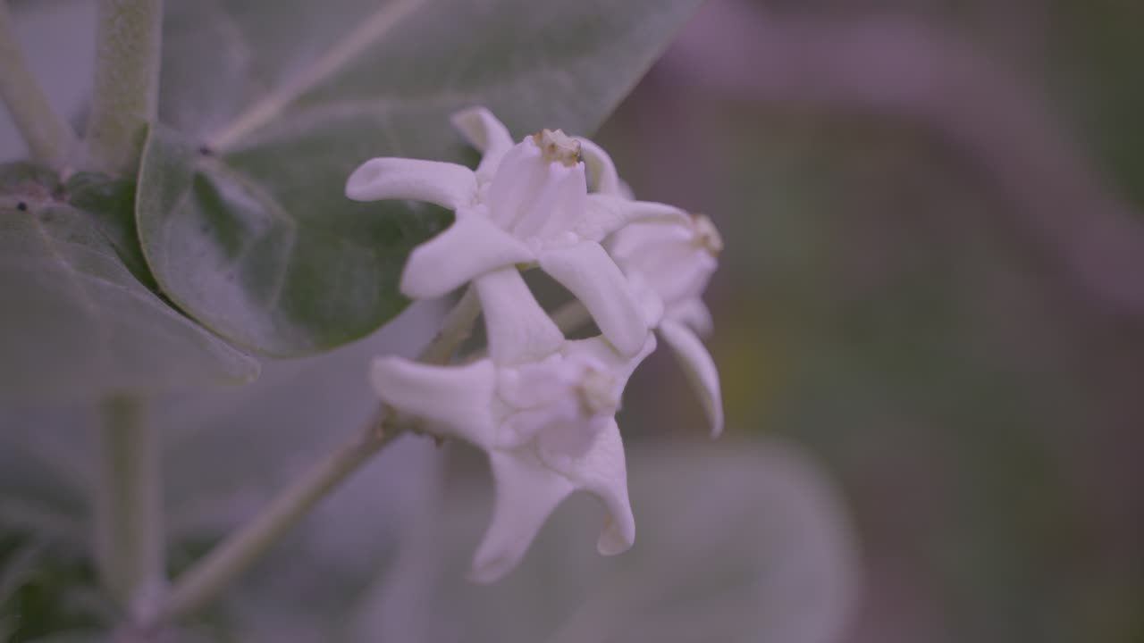 calotropis giantea o la flor de la corona está floreciendo