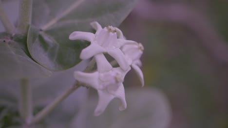 Calotropis-Giantea-Oder-Kronenblume-Blüht