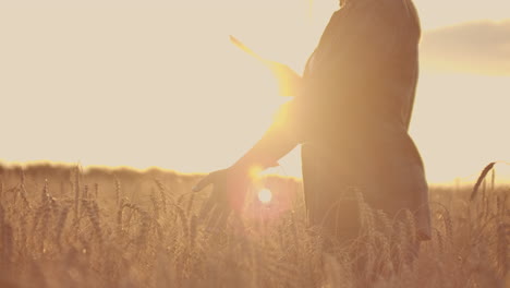 a female farmer in a plaid shirt with a tablet computer in her hands is walking across a wheat field at sunset checking. the quality and maturity of the crop