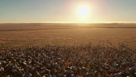 large flock of birds in a vast grassy field at sunset