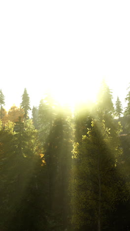 sunbeams through the forest