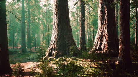 Secuoyas-Gigantes-En-El-Bosque-Gigante-Del-Parque-Nacional-De-Secuoyas