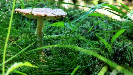 nature - detail of fungus in the grass