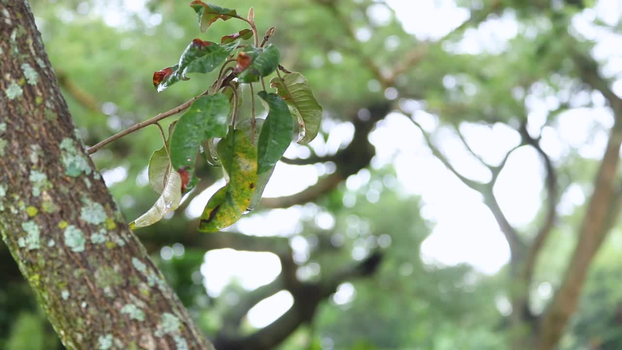 Close up view of the fresh nature shots of plants leaf's flowing water droplets on ground slow push in revealing plants in beautiful natural background on a bright day