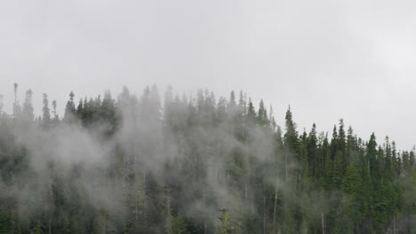 landscape of a pine tree forest hill during a misty day