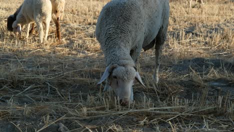 sheep grazing pasture