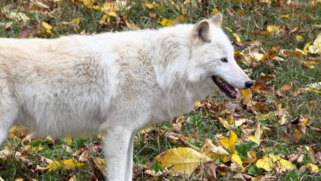 Southern-Rocky-Mountain-Grey-Wolf-Schüttelt-Sich-Wie-Ein-Hund,-Trabt-Davon-Und-Steht-Wachsam-Da