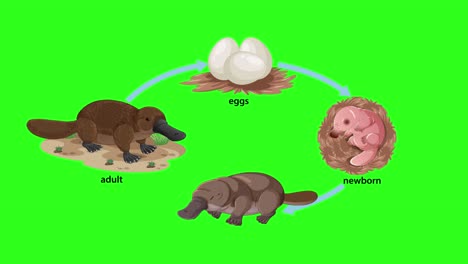 Animated sequence illustrating the platypus life cycle stages—adult, eggs, newborn, and baby—using smooth transitions and labeled graphics on a green background