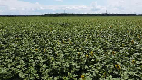 view of green sunflower field