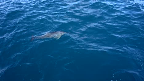 dolphin swimming alongside boat