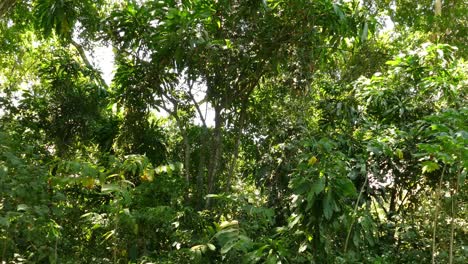 Natural-Lush-Green-Forest-On-A-Sunny-Summer-Day