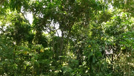 natural lush green forest on a sunny summer day