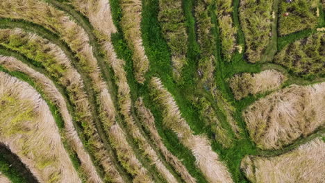 incredible aerial top down footage of the rice terraces in bali