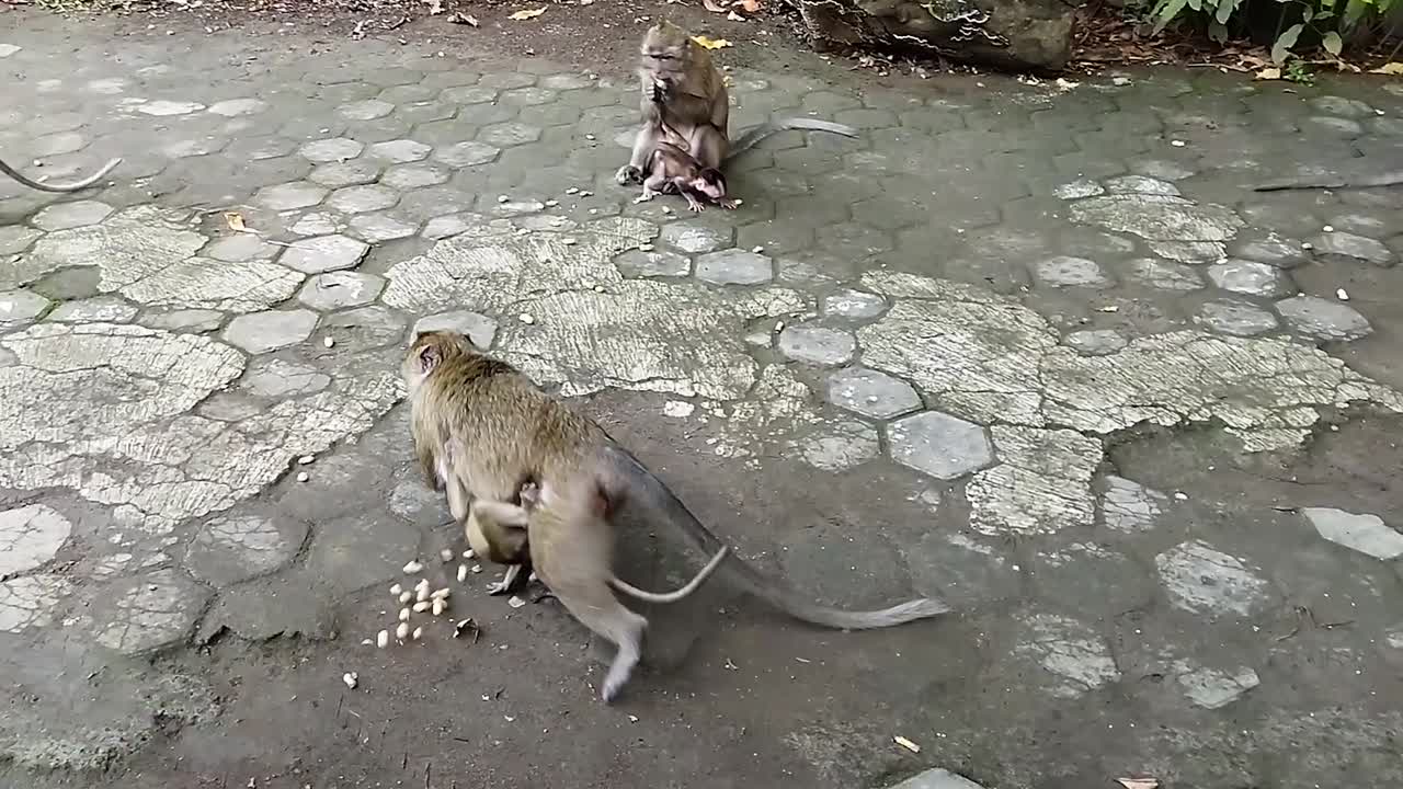 petilasan sunan kalijaga, cirebon