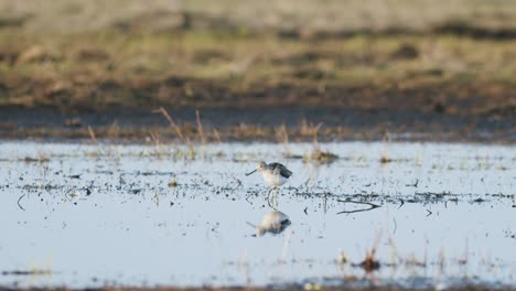 Alimentación-De-Archibebe-Común-Durante-La-Migración-De-Primavera-Humedales-De-Pradera-Inundada