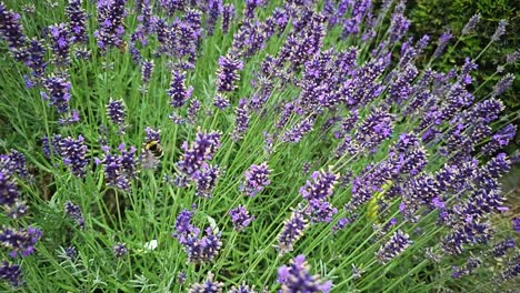 Abejorro-En-Flor-De-Lavanda-En-El-Jardín