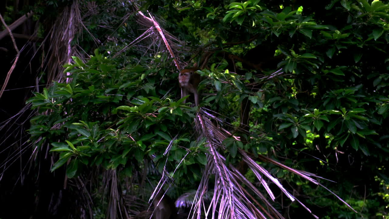 나무에 있는 원숭이를 보고 있습니다.
