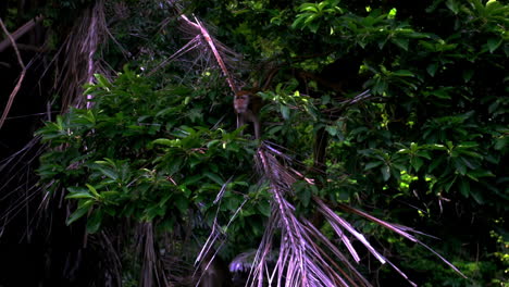 mirando al mono en el árbol.