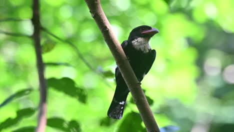 Dusky-Broadbill,-Corydon-sumatranus,-Kaeng-Krachan-National-Park,-Thailand