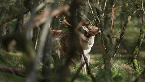 fallow deer in forest