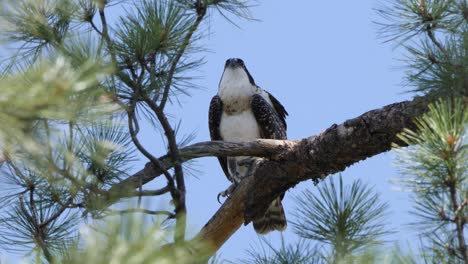 osprey sings while looking in the air and flexing its wings