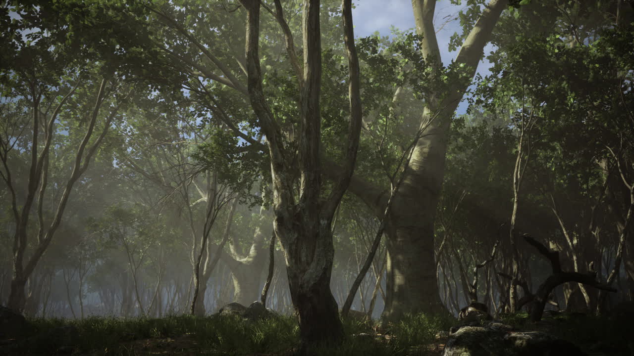 raíces de un árbol en un bosque brumoso