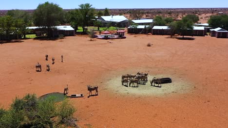 a lodge in namibia where many antelopes stand at a feeding place and eat something