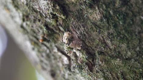 Una-Larva-De-Crisopa-Cubierta-De-Líquenes-Para-Camuflarse-Contra-Sus-Depredadores-Y-Presas