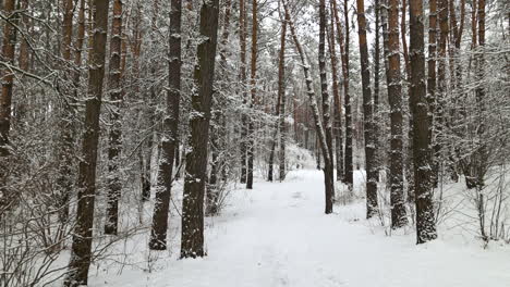 Verschneiter-Wald