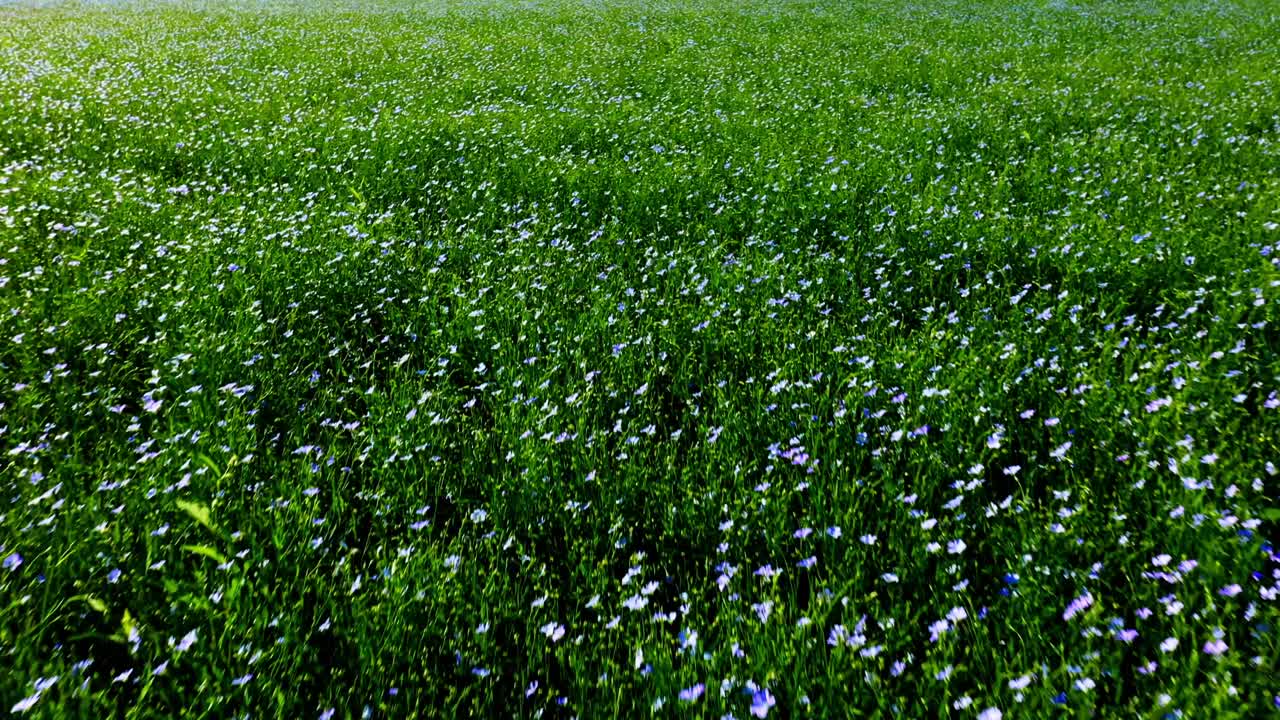 Linseed Field